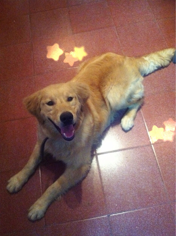 出国进修忍痛转9个月金毛帅哥-宠物相关交易区