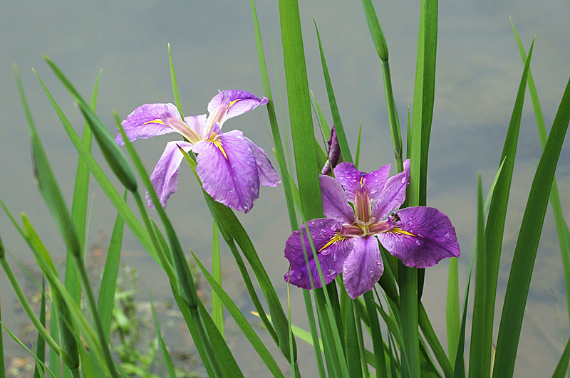 美丽的菖蒲花