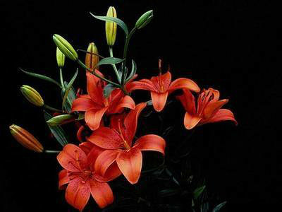 火百合----热烈的爱-手机随手拍-杭州19楼