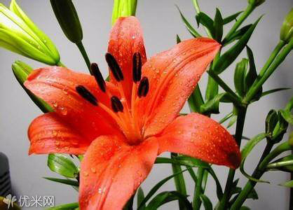 火百合----热烈的爱-手机随手拍-杭州19楼