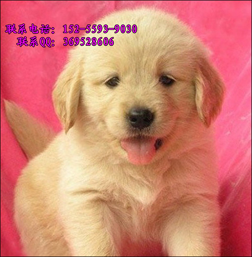 杭州哪里出售金毛黄金猎犬高智商看家护院的好