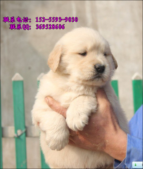 杭州哪里出售金毛黄金猎犬高智商看家护院的好