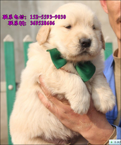 杭州哪里出售金毛黄金猎犬高智商看家护院的好