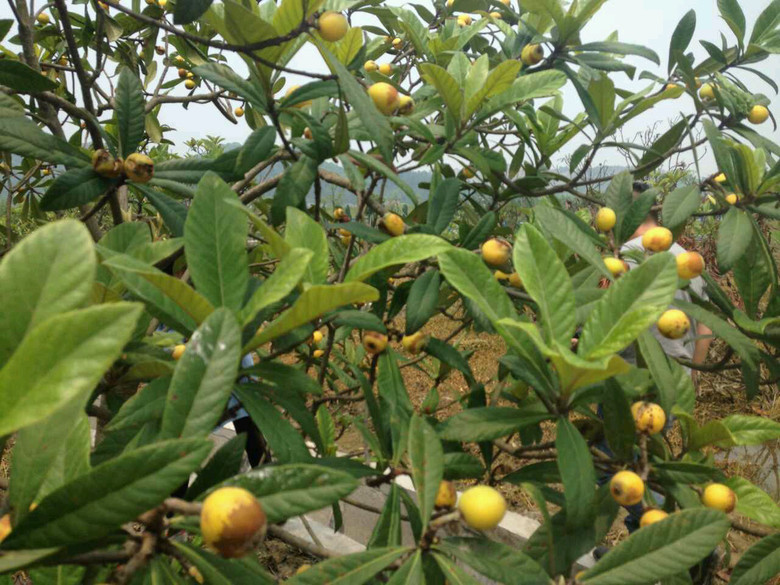 杭州少儿频道小伢儿农耕乐园宣传片-边走边