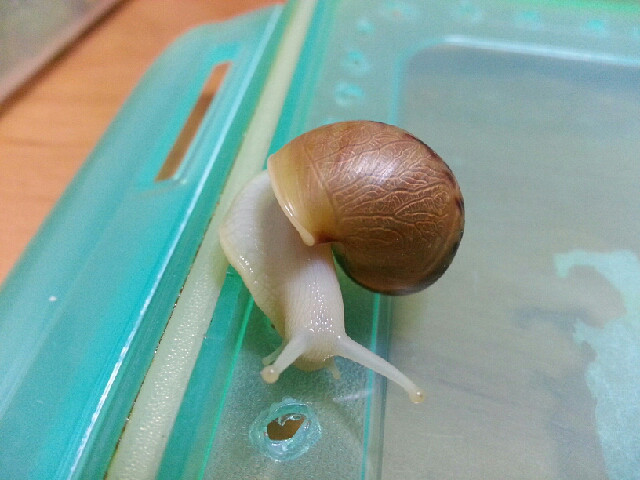 我养滴蜗牛 (^_^) 这会真精神啊-手机随手拍-杭州19楼