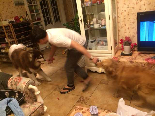 杭州滨江养金毛和阿拉斯加能办狗证吗-家有宠