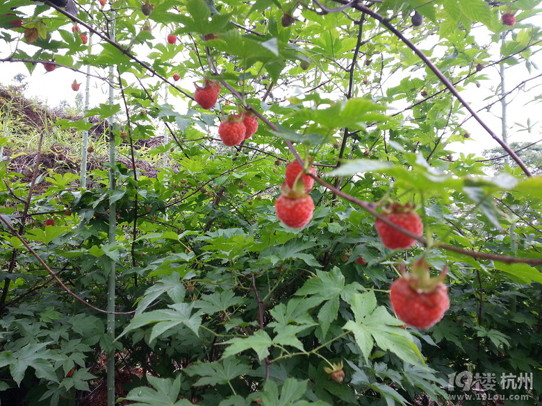 杭州附近哪里可以采摘覆盆子(树莓)-其他-结伴