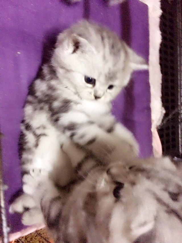 英短mm找新家-我要出售-宠物相关交易区-杭州19楼