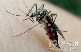 杭州人说的花蚊子最毒 专家教您几招防蚊招数