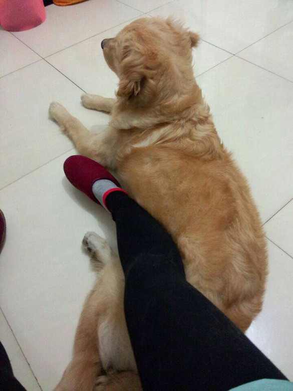 求购一只萌狗,哈士奇金毛萨摩都可以-家有宠物