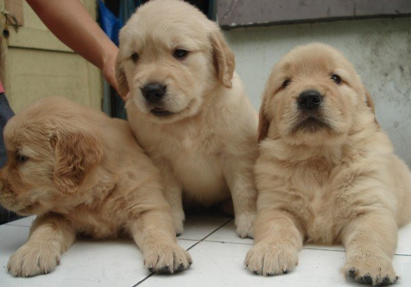 杭州哪里有犬舍出售金毛宝宝的 杭州金毛幼犬