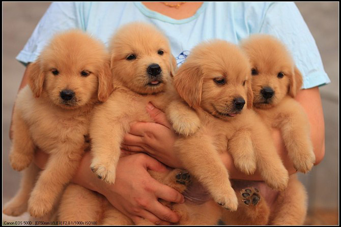 杭州金毛犬舍杭州哪里有卖纯种金毛幼犬,出售