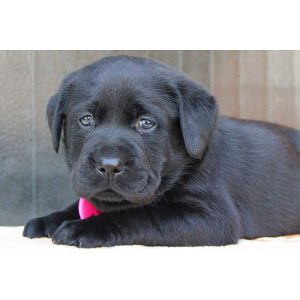 高端大气上档次的拉布拉多 高智商 不掉毛 居家