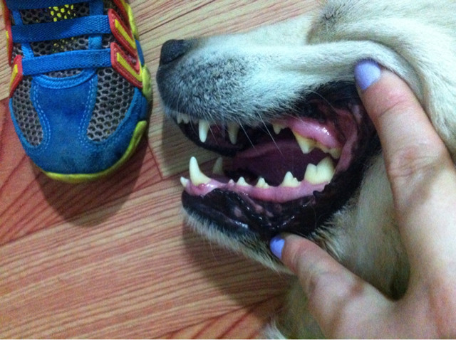 谁能通过牙齿判断狗狗几岁-家有宠物-杭州19楼