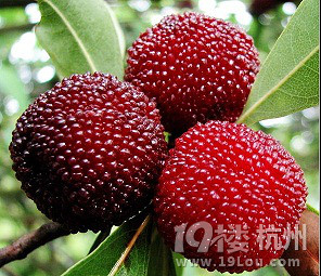 新鲜荔枝15元送货上门,下单后2小时内送达(还