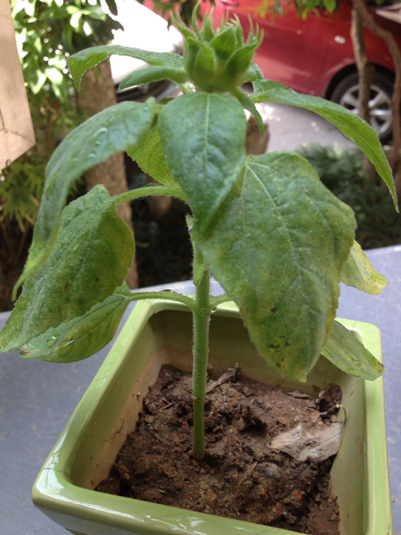 求助,向日葵叶片下垂长黑斑-居家生活-杭州19楼