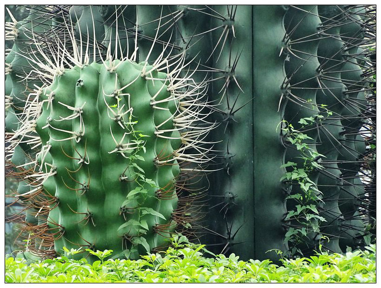 巨型仙人掌