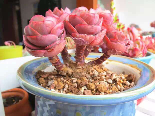 (多肉植物党)《每日一物》秀妍-居家生活-杭州