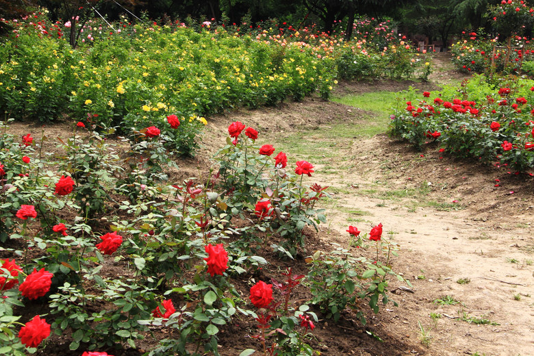 花的海洋-花圃月季花盛开-风景照-19摄区-杭州