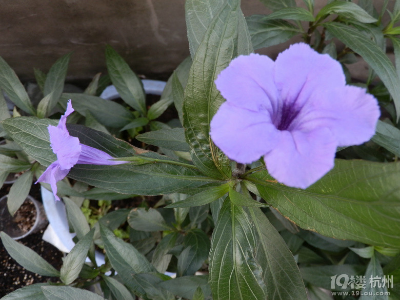分享美色-花鸟鱼虫-居家生活-杭州19楼