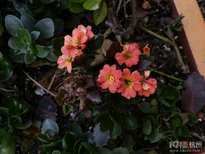 分享美色-花鸟鱼虫-居家生活-杭州19楼