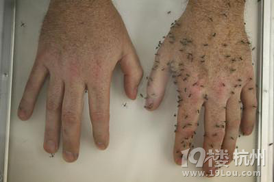 家里有虫子怎么办?夏天来了家里如何防虫? -交