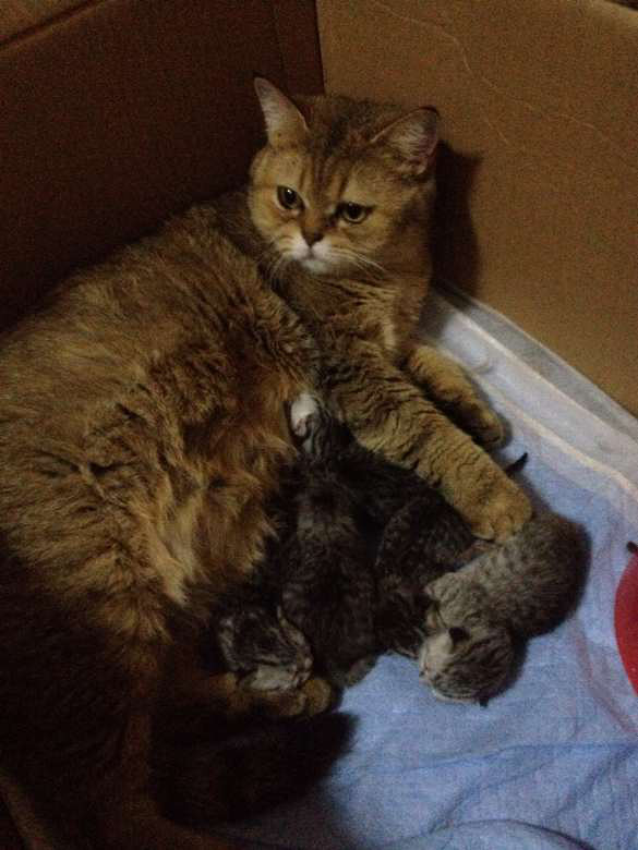 猫咪拉肚子-家有宠物-杭州19楼