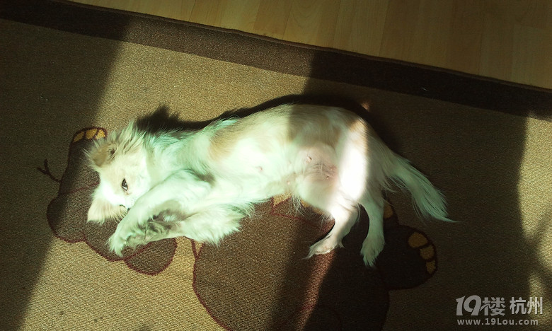 寻找好心人!流浪狗领养人或收容所,不忍心叫城