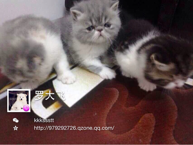 求异国短毛猫一只-宠物相关交易区-杭州19楼