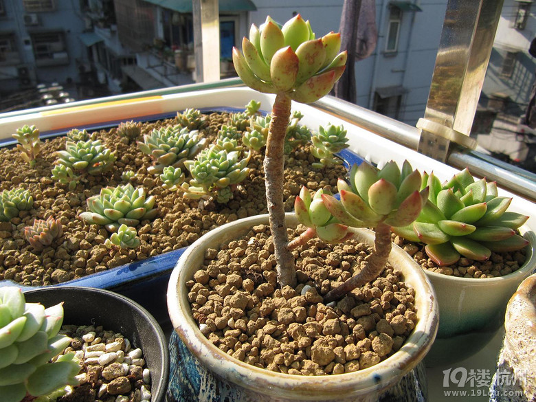 (多肉植物党)杆子长高一倍~我家滴超级马里奥