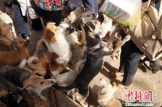 杭州城管摔死7 个小奶狗事件全程披露-第3页-宠
