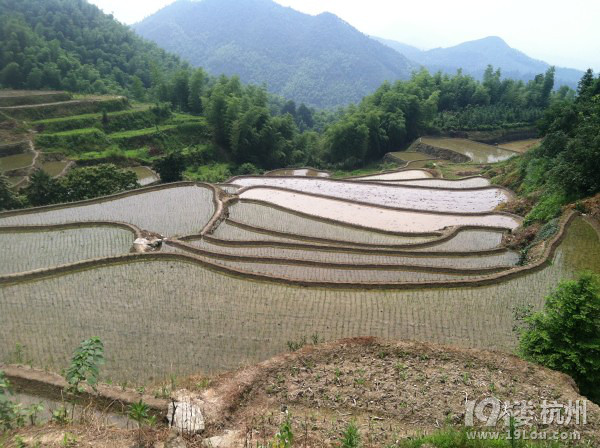 江郎山--仙霞古道--廿八都薰衣草--箬山梯田深度游