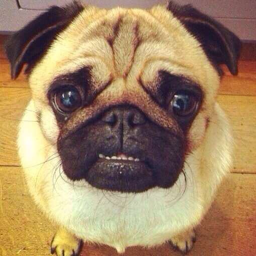 求一只母巴哥配种,我们狗狗要奔溃了-家有宠物