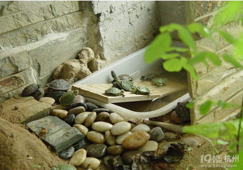 发个龟池整体环境,供参考.-爱宠分享-家有宠物