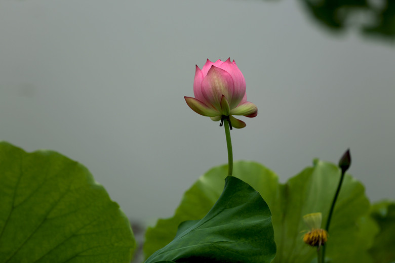 初夏荷花