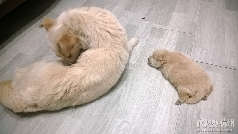 自家小狗狗 免费领养-爱宠分享-家有宠物-杭州