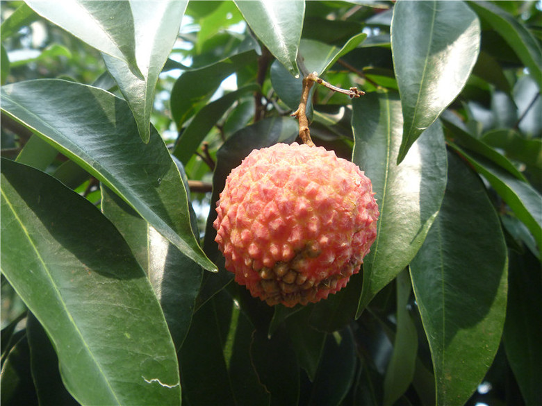 现摘现发 中国荔枝第一镇 桂味新鲜荔枝水果 5