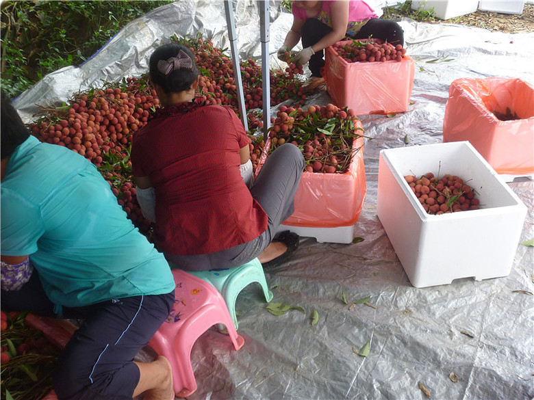 现摘现发 中国荔枝第一镇 桂味新鲜荔枝水果 5