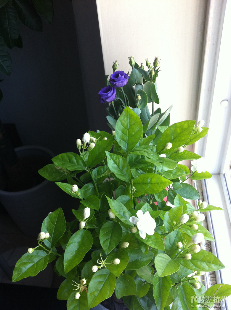 剃过头,这厮长的还不错嘛(洋桔梗)-花鸟鱼虫-居