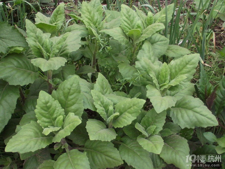 求这种野菜叫什么名称
