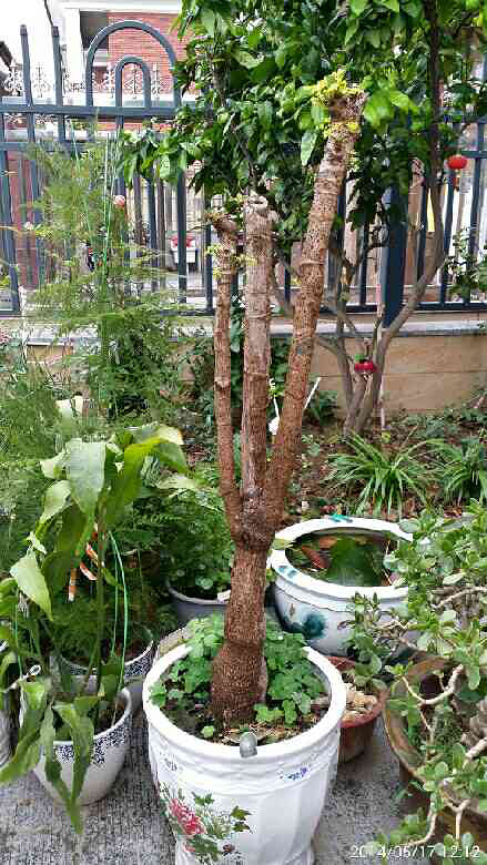 幸福树的重生-居家生活-杭州19楼