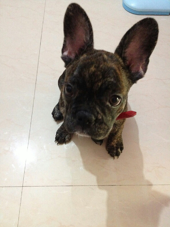 法牛四个月了,找啊找啊找朋友-家有宠物-杭州1