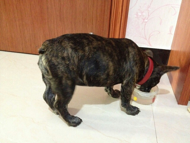 法牛四个月了,找啊找啊找朋友-家有宠物-杭州1