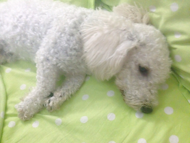 谁要比熊串串?男孩!免费啊!