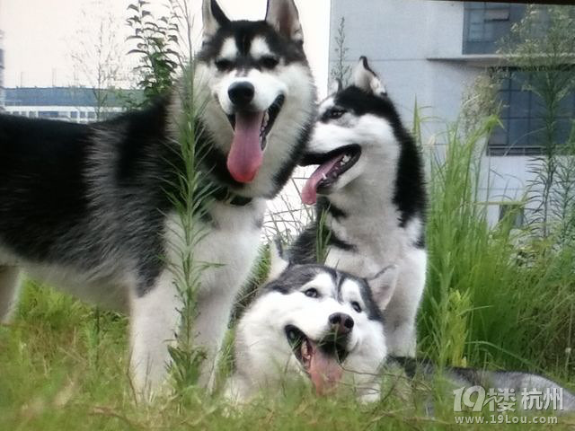 家有哈士奇，小女初长成-爱宠分享-家有宠物-杭州19楼