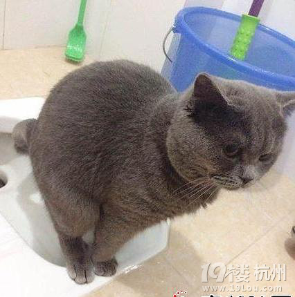 这就是素质啊-爱宠分享-家有宠物-杭州19楼