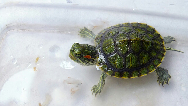 去年孵化的小乌龟已经长大了,每天-手机随手拍
