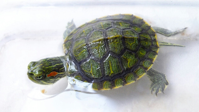 去年孵化的小乌龟已经长大了,每天-手机随手拍