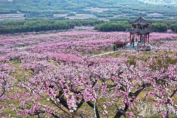 产自天下第一桃园-自家奉化正宗水蜜桃-免费试