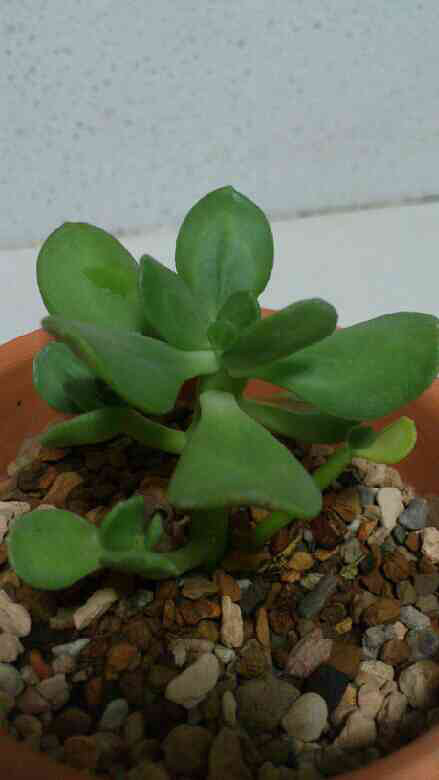 求助:肉肉叶子枯黄,怎么救-居家生活-杭州19楼